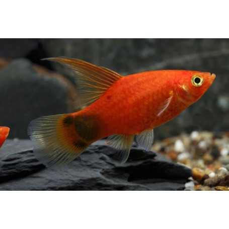 platy golden mickey mouse HF