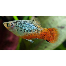 platy blue red calico platy blue red calico