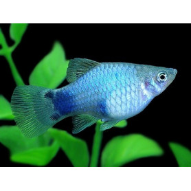 platy blue mickey mouse platy blue mickey mouse