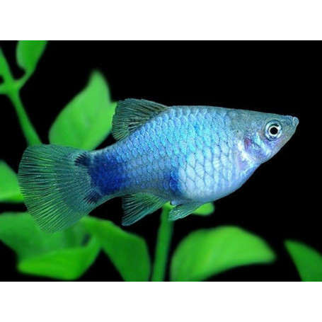 platy blue mickey mouse