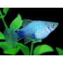 platy blue mickey mouse
