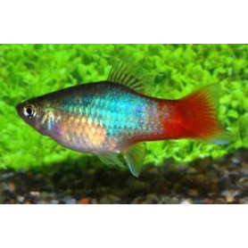 Platy Blue-Red