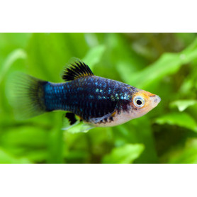 Platy Black Platy Black