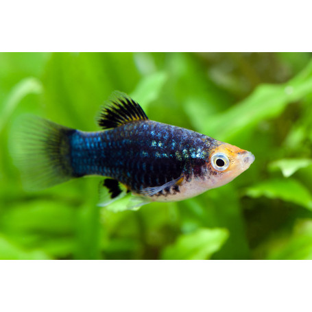 Platy Black
