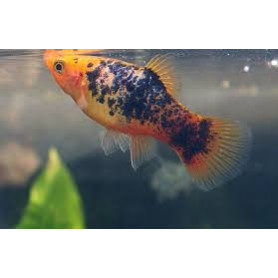 Platy Berlin Platy Berlin