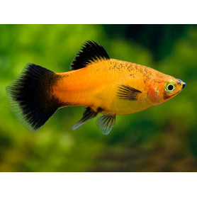 Platy apple tricolor Platy apple tricolor