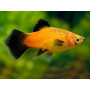 Platy apple tricolor