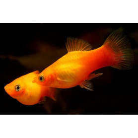 Platy Gold Red Tuxedo Platy Gold Red Tuxedo