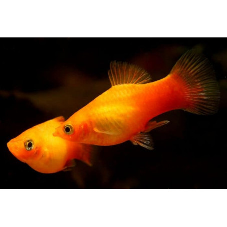 Platy Gold Red Tuxedo