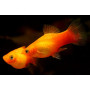 Platy Gold Red Tuxedo