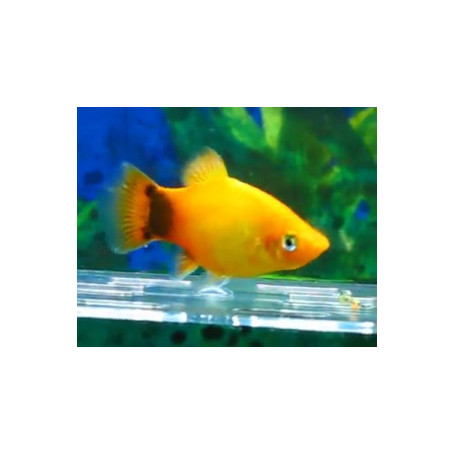 Platy Emerald Mickey Mouse (Gold)