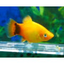 Platy Emerald Mickey Mouse (Gold)