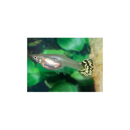 Guppy hembra yellow mosaic