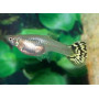 Guppy hembra yellow mosaic