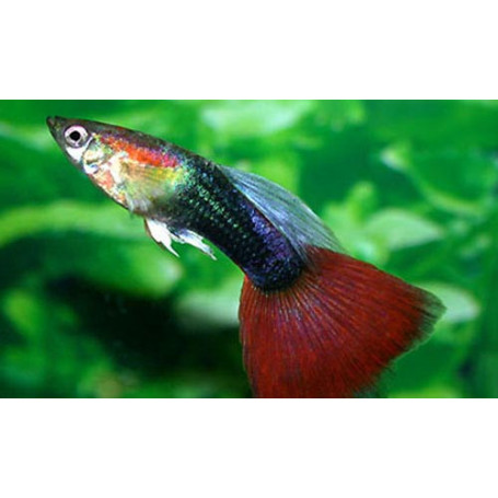Guppy macho tuxedo red