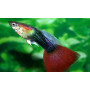 Guppy macho tuxedo red