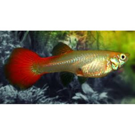 Guppy hembra tuxedo red Guppy hembra tuxedo red