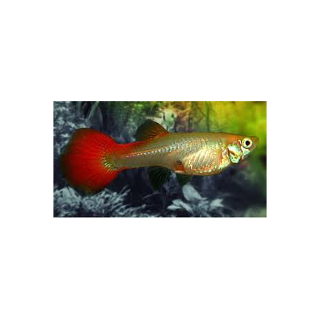 Guppy hembra tuxedo red