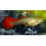 Guppy hembra tuxedo red