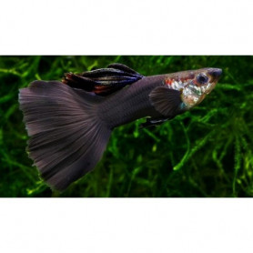 Guppy macho tuxedo black Guppy macho tuxedo black