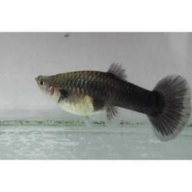 Guppy hembra tuxedo black Guppy hembra tuxedo black