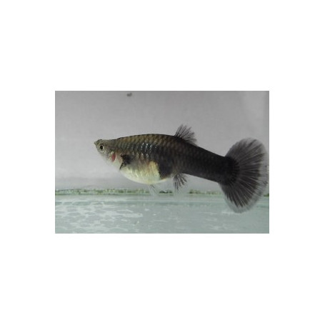 Guppy hembra tuxedo black