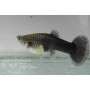Guppy hembra tuxedo black