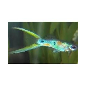 Guppy macho super green scissor tail Guppy macho super green scissor tail