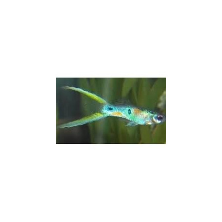 Guppy macho super green scissor tail