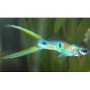 Guppy macho super green scissor tail