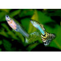 Guppy macho snake skin green delta