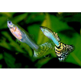 Guppy hembra snake skin green delta