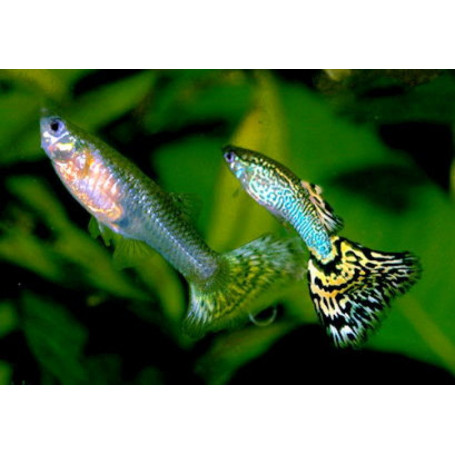 Guppy hembra snake skin green delta