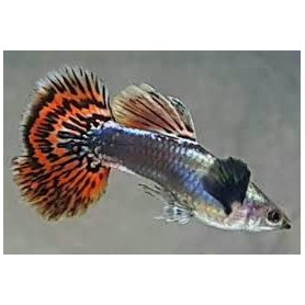 Guppy macho red mosaic tail