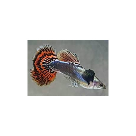 Guppy macho red mosaic tail