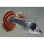 Guppy macho red mosaic tail
