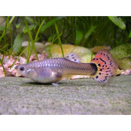 Guppy hembra red mosaic tail
