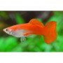 Guppy macho red blond