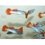 Guppy macho neon red