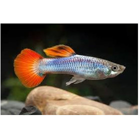 Guppy macho neon firetail Guppy Macho neon firetail