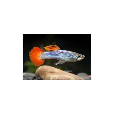 Guppy Macho neon firetail