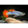 Guppy Macho neon firetail