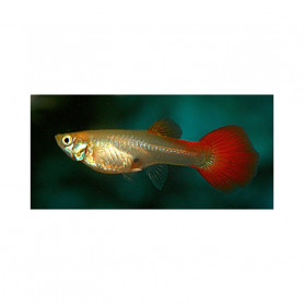 Guppy hembra neon firetail Guppy hembra neon firetail