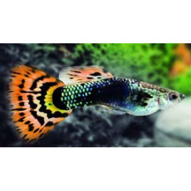 Guppy macho Leopard Guppy macho Leopard