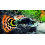 Guppy macho Leopard