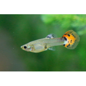 Guppy hembra Leopard Guppy hembra Leopard