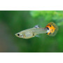 Guppy hembra Leopard