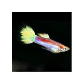 Guppy macho laser ray Guppy macho laser ray