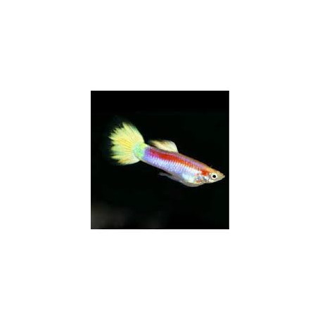 Guppy macho laser ray