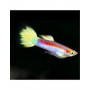 Guppy macho laser ray